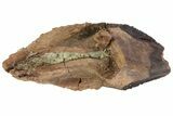 Rooted Triceratops Tooth - South Dakota #70139-3